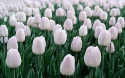Spring Cleaning – Don’t Forget to Tidy Up Your Finances