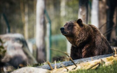 A Millennial Encounters a Bear