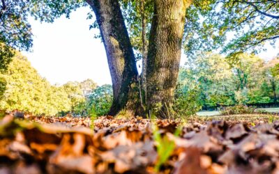 Value and Growth: When does it Matter?