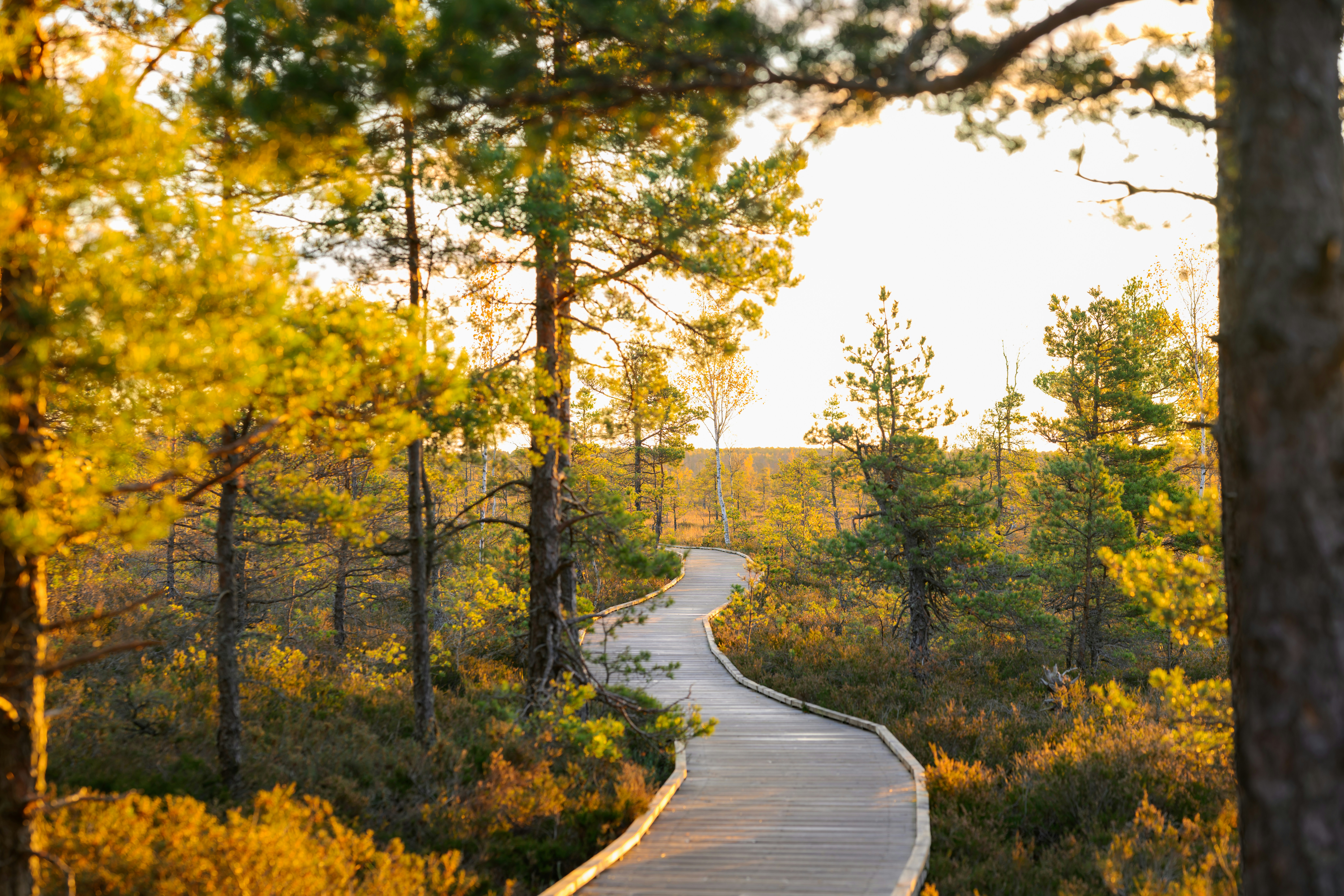 unsplash-community-V-8JdrSqPh0-unsplash A diverse and windy path